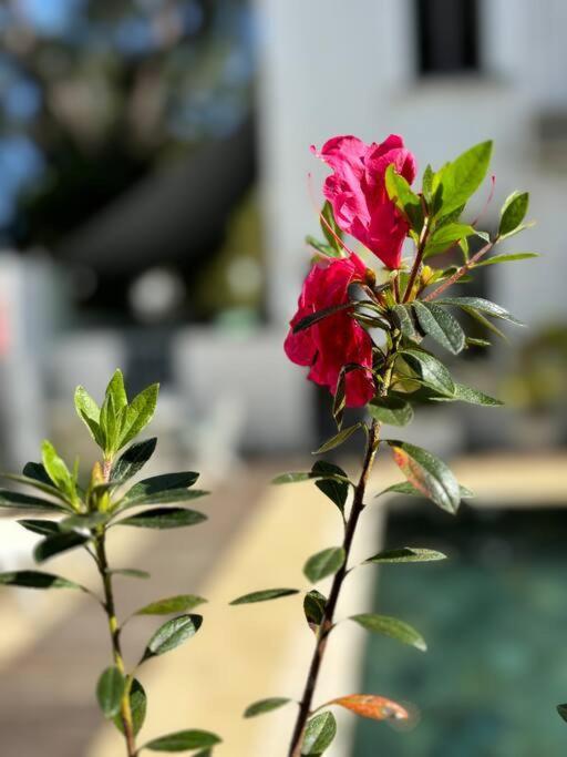 Charmant T4 Avec Vue Piscine غراند بايَ المظهر الخارجي الصورة